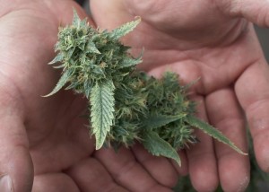marijuana-cultivation